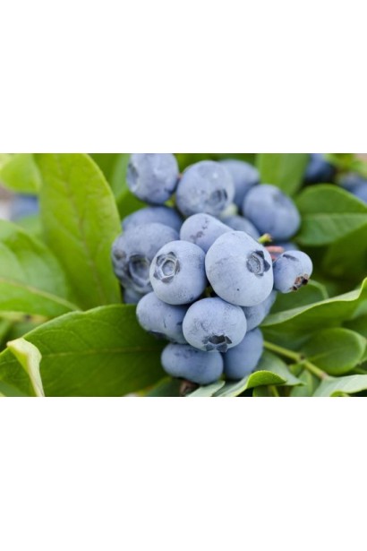 Голубика высокорослая Река